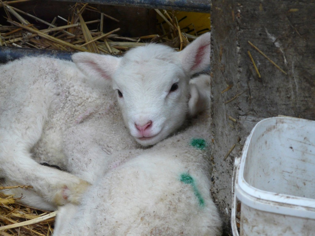 Homélie pour le 24 dimanche ordinaire&nbsp;C