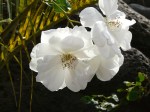 Terre Sainte 217
