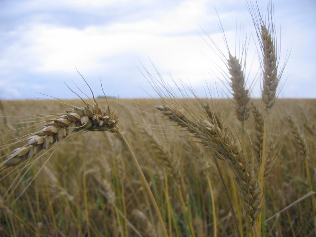 A l&rsquo;heure de la&nbsp;moisson…