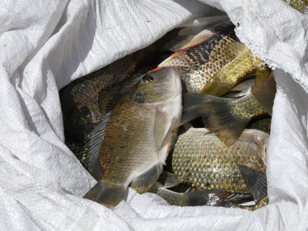 Homélie pour le 5ème dimanche ordinaire – année&nbsp;C