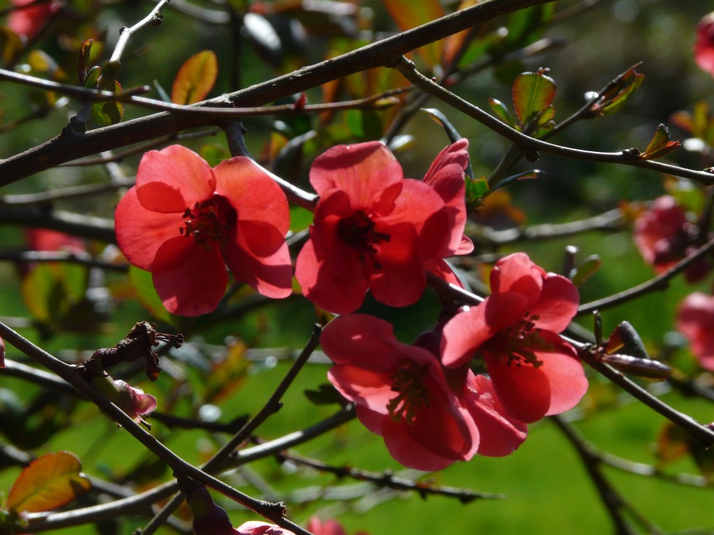 Homélie pour le 13 dimanche ordinaire&nbsp;C