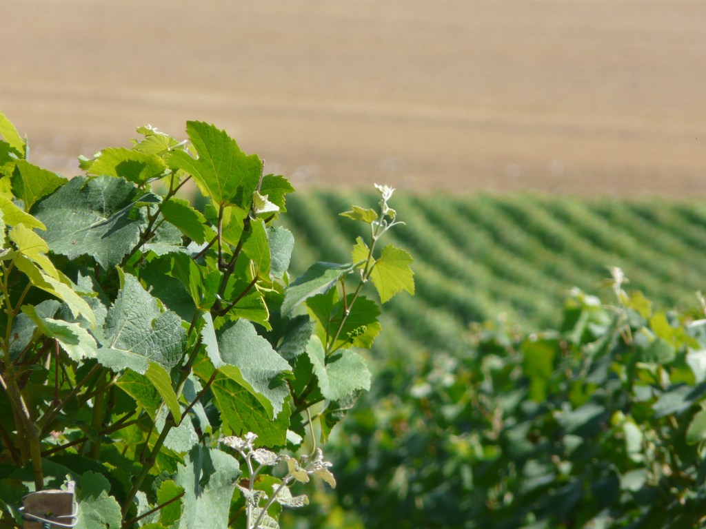 Homélie pour le 25 dimanche ordinaire&nbsp;C