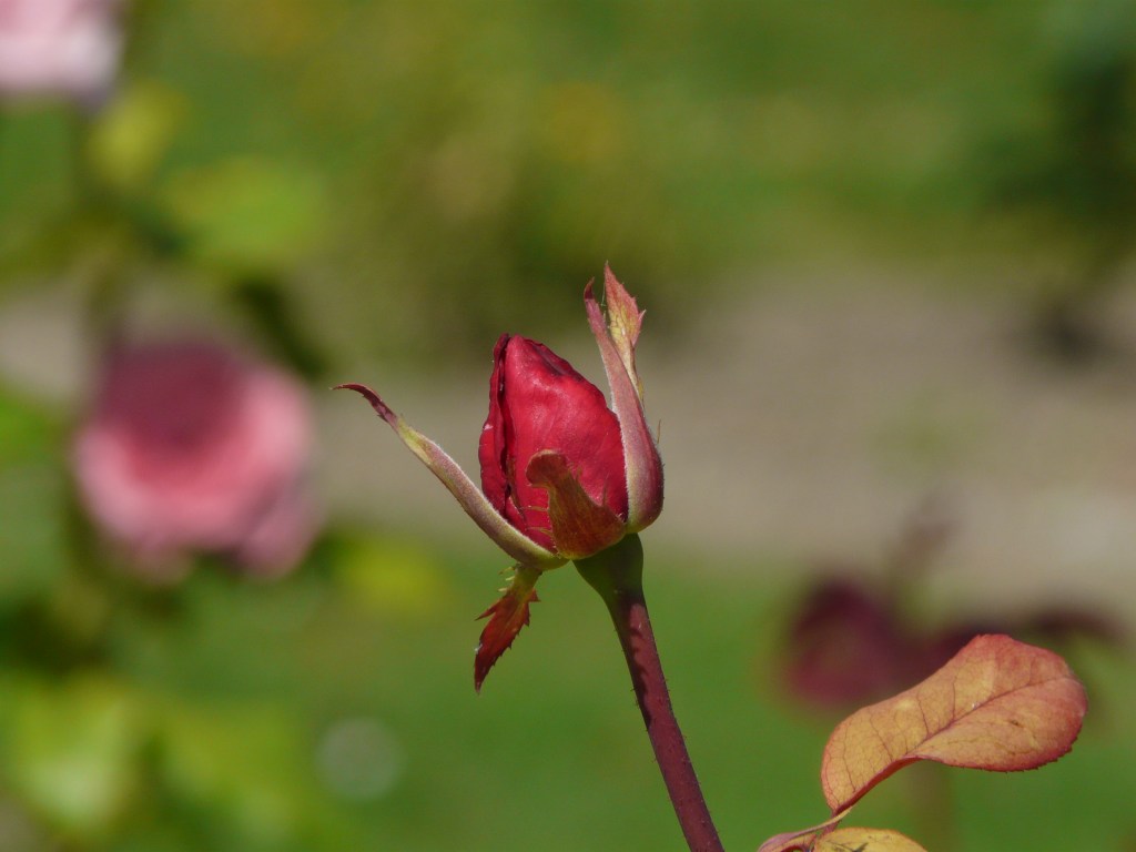 Homélie pour le 27 dimanche ordinaire&nbsp;C