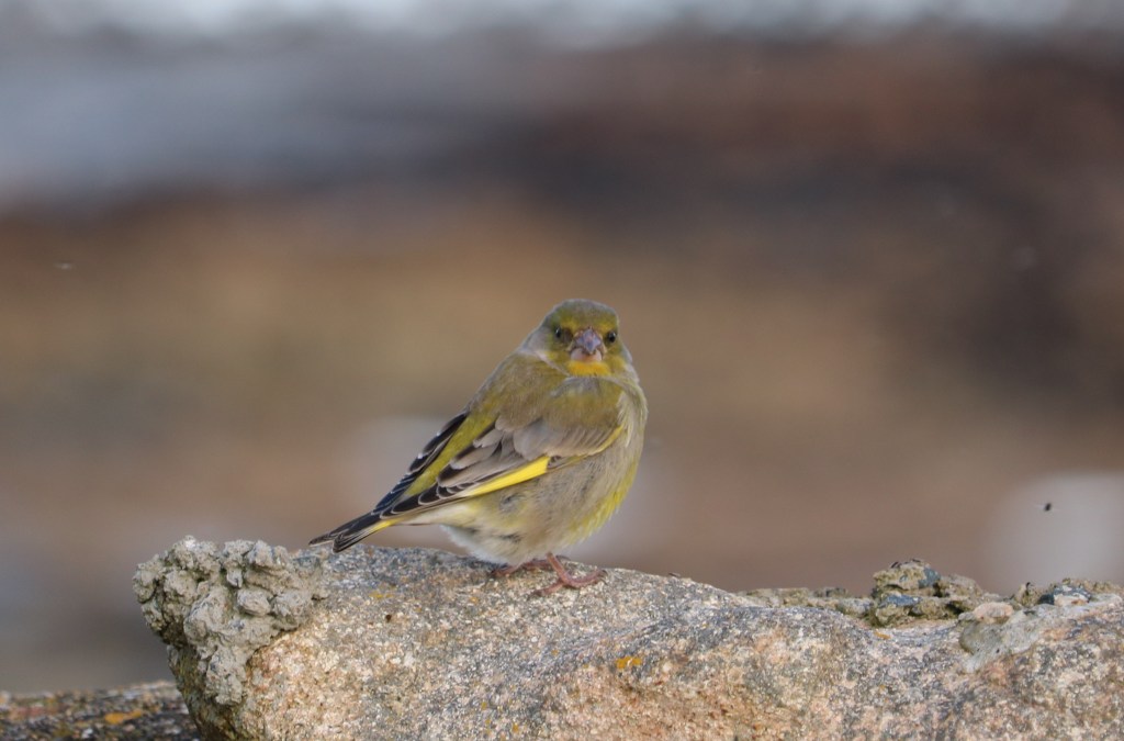 8 Dimanche ordinaire – Année&nbsp;A