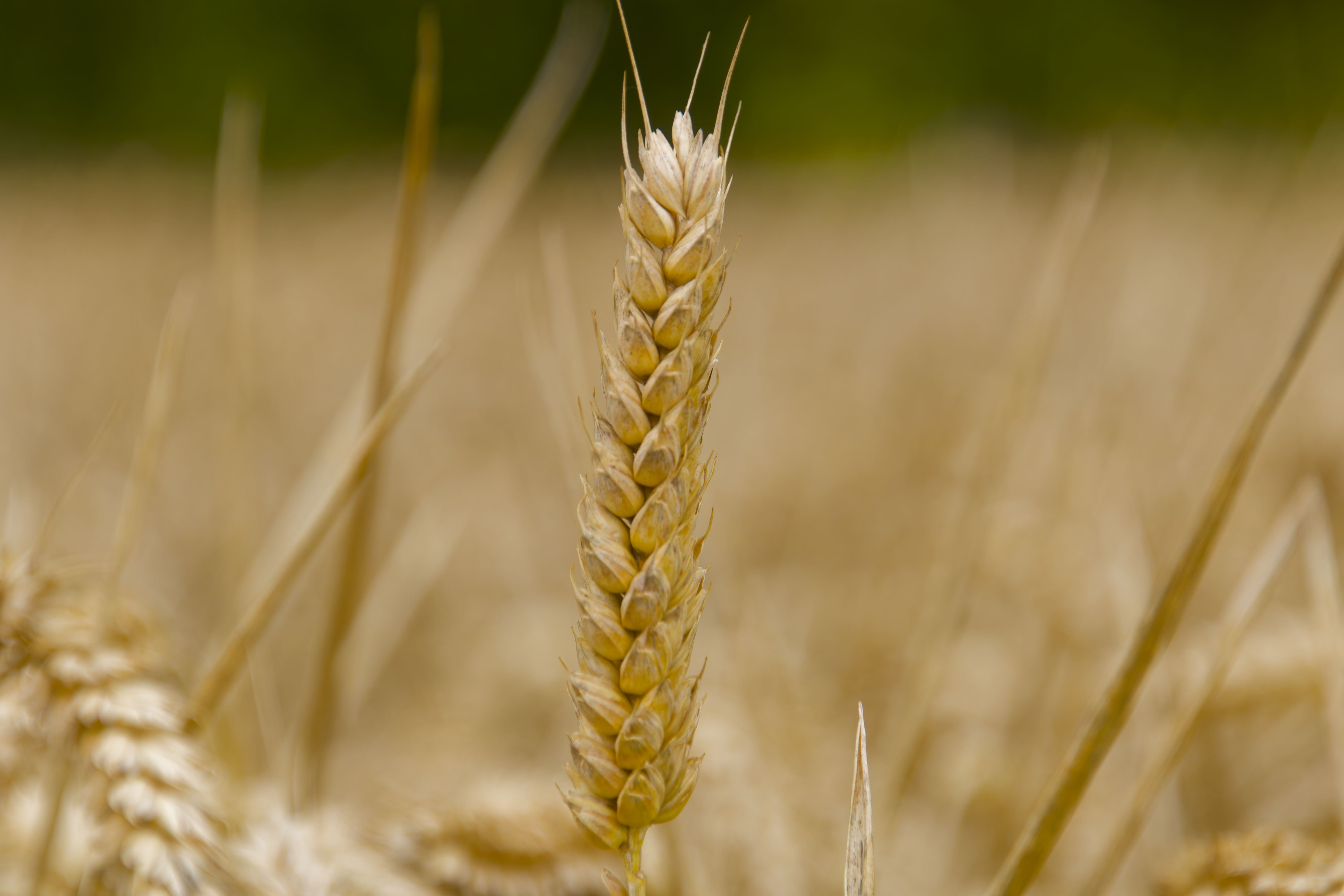 Le bon grain et&nbsp;l&rsquo;ivraie